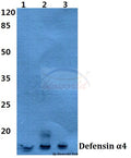 Defensin α4 (D27) polyclonal antibody - Figure 1 of 1
