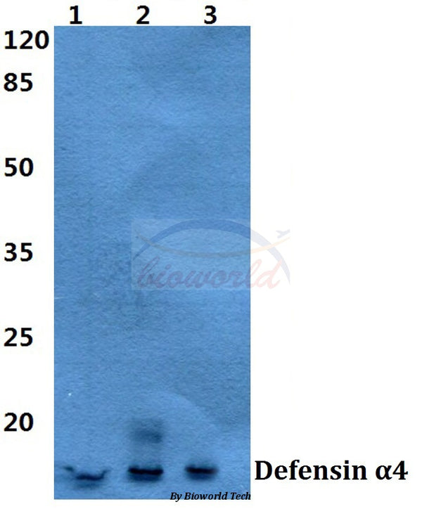 Defensin α4 (D27) polyclonal antibody - Figure 1 of 1