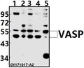 VASP (A232) polyclonal antibody - Figure 1 of 1