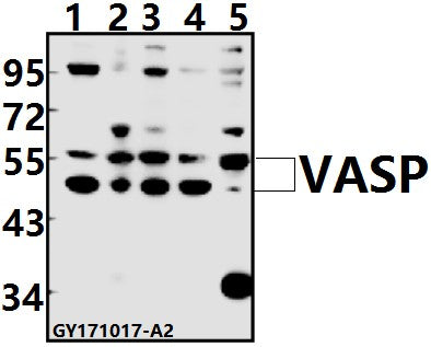 VASP (A232) polyclonal antibody - Figure 1 of 1