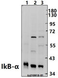 Western blot (WB) analysis of IkB-α (S36) polyclonal antibody at 1:1000 dilution
Lane1:MEF whole cell lysate(40ug)
Lane2:MCF-7 whole cell lysate(40ug)
Lane3:HepG2 whole cell lysate(40ug)
