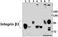 Western blot (WB) analysis of Integrin β3 (S778) pAb at 1:500 dilution
Lane1:BV2 whole cell lysate(40ug)
Lane2:RAW264.7 whole cell lysate(40ug)
Lane3:The Uterus tissue lysate of Rat(40ug)
Lane4:THP-1 whole cell lysate(40ug)
Lane5:A549 whole cell lysate(40ug)
Lane6:PC3 whole cell lysate(40ug)
Lane7:U-87MG whole cell lysate(40ug)