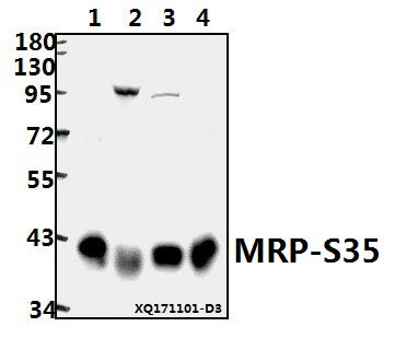 Western blot (WB) analysis of MRP-S35 (I252) pAb at 1:500 dilution
Lane1:HEK293T whole cell lysate(40ug)
Lane2:PC3 whole cell lysate(40ug)
Lane3:A549 whole cell lysate(40ug)
Lane4:K562 whole cell lysate(40ug)