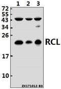 Western blot (WB) analysis of RCL (I42) pAb at 1:500 dilution
Lane1:Jurkat whole cell lysate(40ug)
Lane2:HCT116 whole cell lysate(40ug)
Lane3:HEK293T whole cell lysate(40ug)