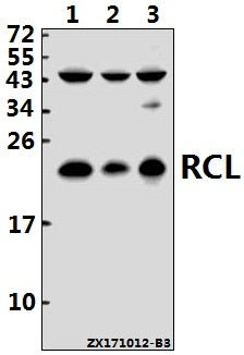 Western blot (WB) analysis of RCL (I42) pAb at 1:500 dilution
Lane1:Jurkat whole cell lysate(40ug)
Lane2:HCT116 whole cell lysate(40ug)
Lane3:HEK293T whole cell lysate(40ug)
