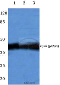 c-Jun (Phospho-S243) polyclonal antibody – Figure 1 of 1