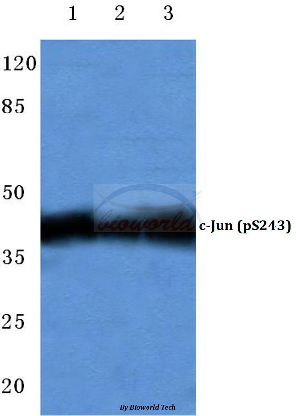 c-Jun (Phospho-S243) polyclonal antibody – Figure 1 of 1