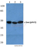 c-Jun (Phospho-S63) polyclonal antibody – Figure 1 of 1