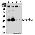 Western blot (WB) analysis of p-c-Jun (S73) pAb at 1:500 dilution
Lane1:PC3 whole cell lysate(40ug)
Lane2:U-87MG whole cell lysate(40ug)
Lane3:PC12 whole cell lysate(40ug)
Lane4:3T3-L1 whole cell lysate(40ug)