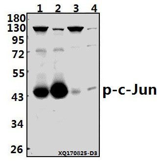 Western blot (WB) analysis of p-c-Jun (S73) pAb at 1:500 dilution
Lane1:PC3 whole cell lysate(40ug)
Lane2:U-87MG whole cell lysate(40ug)
Lane3:PC12 whole cell lysate(40ug)
Lane4:3T3-L1 whole cell lysate(40ug)