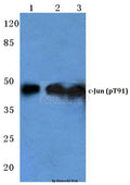 Western blot (WB) analysis of p-c-Jun (T91) polyclonal antibody at 1:500 dilution
Lane1:HEK293T cell lysate teated with UV
Lane2:sp2/0 cell lysate lysate teated with UV
Lane3:H9C2 cell lysate lysate teated with UV