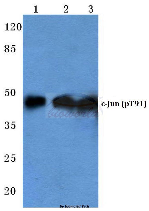 Western blot (WB) analysis of p-c-Jun (T91) polyclonal antibody at 1:500 dilution
Lane1:HEK293T cell lysate teated with UV
Lane2:sp2/0 cell lysate lysate teated with UV
Lane3:H9C2 cell lysate lysate teated with UV