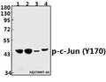 Western blot (WB) analysis of p-c-Jun (Y170) pAb at 1:500 dilution
Lane1:PC3 whole cell lysate(40ug)
Lane2:HEK293T whole cell lysate(40ug)
Lane3:The Kidney tissue lysate of Rat(40ug)
Lane4:The Kidney tissue lysate of Mouse(40ug)