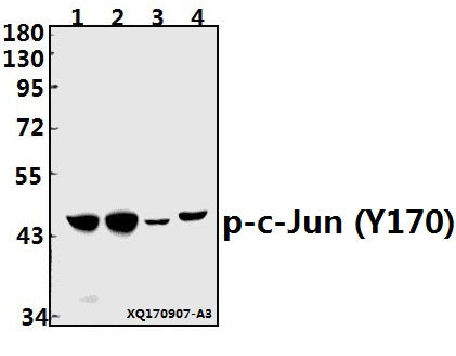 Western blot (WB) analysis of p-c-Jun (Y170) pAb at 1:500 dilution
Lane1:PC3 whole cell lysate(40ug)
Lane2:HEK293T whole cell lysate(40ug)
Lane3:The Kidney tissue lysate of Rat(40ug)
Lane4:The Kidney tissue lysate of Mouse(40ug)