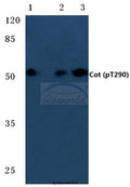 Cot (Phospho-T290) polyclonal antibody – Figure 1 of 1