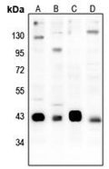 Western blot analysis of CREB (Phospho-S133) expression in C6 (A), NIH3T3 (B), HEK293T (C), H1792 (D) whole cell lysates.