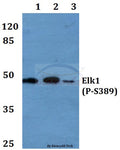 Elk1 (Phospho-S389) polyclonal antibody – Figure 1 of 1