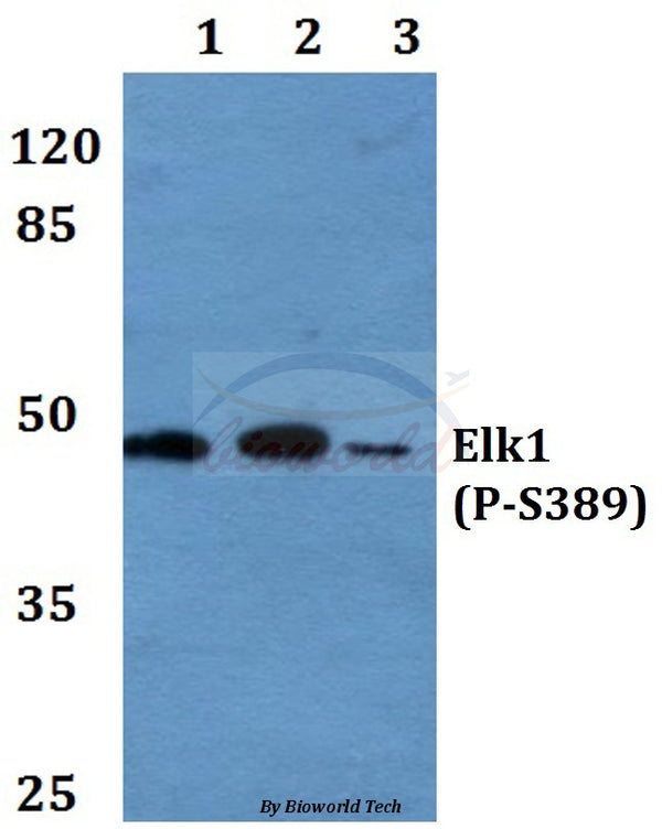Elk1 (Phospho-S389) polyclonal antibody – Figure 1 of 1