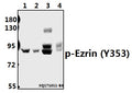 Western blot (WB) analysis of p-Ezrin (Y353) pAb at 1:500 dilution
Lane1:A549 whole cell lysate(40ug)
Lane2:HEK293T whole cell lysate(40ug)
Lane3:PMVEC whole cell lysate(40ug)
Lane4:3T3-L1 whole cell lysate(40ug)