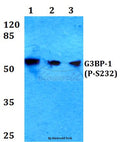 G3BP-1 (Phospho-S232) polyclonal antibody – Figure 1 of 1