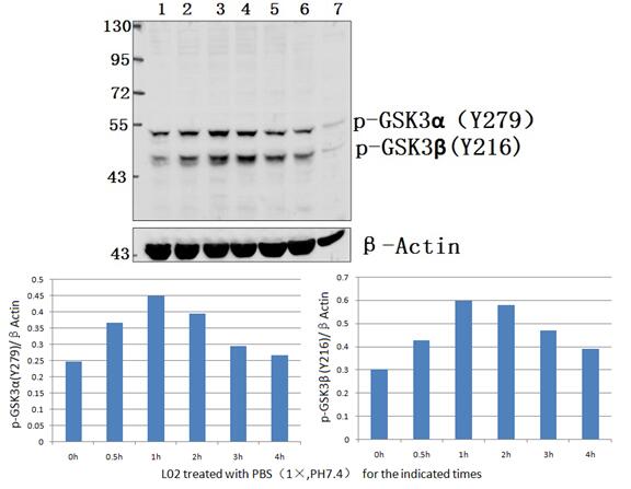 Western blot (WB) analysis of GSK3α/β (phospho-Y279/216) polyclonal antibody at 1:2000 dilution
Lane1:L02 whole cell lysate
Lane2:L02 treated with PBS(1×PBS,PH7.4) for 30min whole cell lysate
Lane3:L02 treated with PBS(1×PBS,PH7.4) for 60min whole cell lysate
Lane4:L02 treated with PBS(1×PBS,PH7.4) for 120min whole cell lysate
Lane5:L02 treated with PBS(1×PBS,PH7.4) for 180min whole cell lysate
Lane6:L02 treated with PBS(1×PBS,PH7.4) for 240min whole cell lysate
Lane7:C6 whole cell lysate