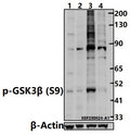 Western blot (WB) analysis of GSK3β (phospho-Ser9) pAb at 1:500 dilution
Lane1:PMVEC whole cell lysate(30ug)
Lane2:HepG2 whole cell lysate(30ug)
Lane3:HEK293T treated with Calyculin A(50 nM,30 minutes) whole cell lysate(30ug)                                                                                           Lane4:HEK293T whole cell lysate(30ug)
