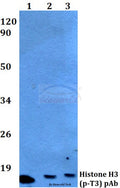 Histone H3 (Phospho-T3) polyclonal antibody – Figure 1 of 1
