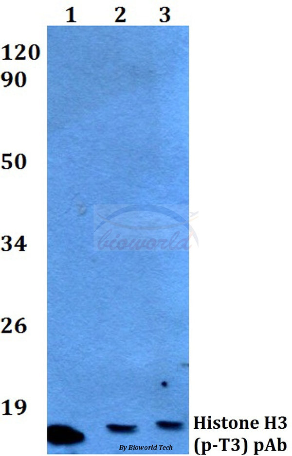 Histone H3 (Phospho-T3) polyclonal antibody – Figure 1 of 1