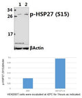 Western blot (WB) analysis of HSP27 (phospho-S15) pAb at 1:500 dilution
Lane1:HEK293T whole cell lysate
Lane2:HEK293T incubated at 42ºC for 1 hour whole cell lysate