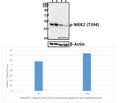 Western blot (WB) analysis of p-MEK2 (T394) pAb at 1:2000 dilution
Lane1:HEK293T whole cell lysate(40ug)
Lane2:HEK293T treated with UV for 5 minutes then repair for 16 hours whole cell lysate(40ug)
Lane3:The Kidney tissue lysate of Rat(40ug)
Lane4:The Kidney tissue lysate of Mouse(40ug)