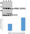 Western blot (WB) analysis of p-PDK1 (S241) pAb at 1:1000 dilution
Lane1:HEK293T whole cell lysate(40ug)
Lane2:HEK293T treated with EGF(100ng/ml,30 minutes) whole cell lysate(40ug)
Lane3:C6 whole cell lysate(40ug)
Lane4:CT26 whole cell lysate(40ug)