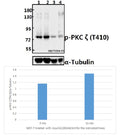 Western blot (WB) analysis of p-PKC ζ (T410)pAb at 1:500 dilution
Lane1:MCF-7 whole cell lysate
Lane2:MCF-7 treated with insulin(100nM/ml,15 minutes) whole cell lysate
Lane3:The Kidney tissue lysate of Rat
Lane4:The Lung tissue lysate of Mouse