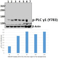 Western blot (WB) analysis of p-PLC γ1 (Y783) pAb at 1:500 dilution
Lane1:HEK293T whole cell lysate(40ug)
Lane2:HEK293T treated with UV for 5 minutes then repair for 4 hours whole cell lysate(40ug)
Lane3:HEK293T treated with UV for 5 minutes then repair for 6 hours whole cell lysate(40ug)
Lane4:HEK293T treated with UV for 5 minutes then repair for 16 hours whole cell lysate(40ug)
Lane5:HEK293T treated with UV for 5 minutes then repair for 24 hours whole cell lysate(40ug)
Lane6:C6 whole cell lysa