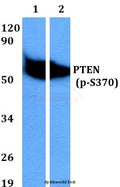 Western blot (WB) analysis of p-PTEN (S370) polyclonal antibody at 1:500 dilution
Lane1:A549 cell lysate treated with PMA(100nM,30mins)
Lane2:PC12 cell lysate treated with PMA(100nM,30mins)