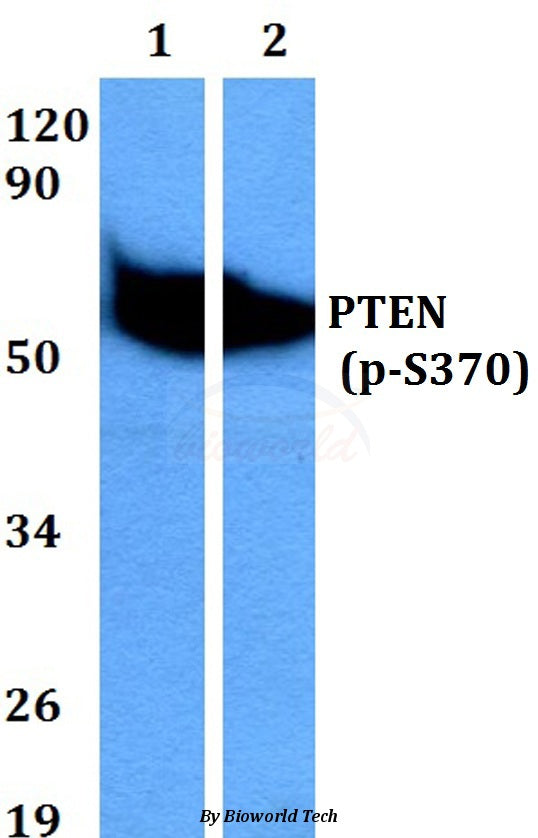 Western blot (WB) analysis of p-PTEN (S370) polyclonal antibody at 1:500 dilution
Lane1:A549 cell lysate treated with PMA(100nM,30mins)
Lane2:PC12 cell lysate treated with PMA(100nM,30mins)