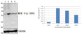 Western blot (WB) analysis of MEK-4 (phospho-S80) polyclonal antibody at 1:500 dilution
Lane1:L02 whole cell lysate
Lane2:L02 treated with EGF(0.1ng/ml, 5min) whole cell lysate
Lane3:L02 treated with EGF(0.1ng/ml, 10min) whole cell lysate
Lane4:L02 treated with EGF(0.1ng/ml, 15min) whole cell lysate