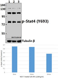 Western blot (WB) analysis of p-Stat4 (Y693) pAb at 1:500 dilution
Lane1:MCF-7 whole cell lysate(40ug)
Lane2:MCF-7 treated with IFN-γ(100ng/ml,15 minutes) whole cell lysate(40ug)
Lane3:MCF-7 treated with IFN-γ(100ng/ml,30 minutes) whole cell lysate(40ug)