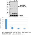 Western blot (WB) analysis of C/EBP α (phospho-S21) polyclonal antibody at 1:500 dilution
Lane1:L02 whole cell lysate
Lane2:L02 treated with PBS(1×PBS,PH7.4) for 1 houre then treated with DMEM(10%FBS) for 5 minutes whole cell lysate
Lane3:L02 treated with PBS(1×PBS,PH7.4) for 1 houre then treated with DMEM(10%FBS) for 10 minutes whole cell lysate
Lane4:L02 treated with PBS(1×PBS,PH7.4) for 1 houre then treated with DMEM(10%FBS) for 15 minutes whole cell lysate