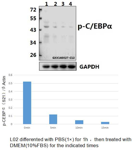 Western blot (WB) analysis of C/EBP α (phospho-S21) polyclonal antibody at 1:500 dilution
Lane1:L02 whole cell lysate
Lane2:L02 treated with PBS(1×PBS,PH7.4) for 1 houre then treated with DMEM(10%FBS) for 5 minutes whole cell lysate
Lane3:L02 treated with PBS(1×PBS,PH7.4) for 1 houre then treated with DMEM(10%FBS) for 10 minutes whole cell lysate
Lane4:L02 treated with PBS(1×PBS,PH7.4) for 1 houre then treated with DMEM(10%FBS) for 15 minutes whole cell lysate