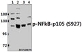 Western blot (WB) analysis of p-NFkB-p105 (S927) pAb at 1:500 dilution
Lane1:SGC7901 whole cell lysate(40ug)
Lane2:Hela whole cell lysate(40ug)
Lane3:The Spleen tissue lysate of Rat(40ug)
Lane4:The Testis tissue lysate of Mouse(40ug)