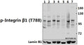 Western blot (WB) analysis of p-Integrin β1 (T788) pAb at 1:500 dilution
Lane1:CT26 whole cell lysate(40ug)
Lane2:PC12 whole cell lysate(40ug)
Lane3:SK-OVCAR3 whole cell lysate(40ug)
Lane4:A2780 whole cell lysate(40ug)
Lane5:HCT116 whole cell lysate(40ug)
Lane6:HEK293T whole cell lysate(40ug)
Lane7:Hela whole cell lysate(40ug)