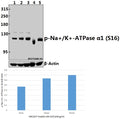 Western blot (WB) analysis of p-Na+/K+-ATPase α1 (S16) pAb at 1:2000 dilution
Lane1:HEK293T whole cell lysate
Lane2:HEK293T treated with EGF(100ng/ml,15 minutes) whole cell lysate
Lane3:HEK293T treated with EGF(100ng/ml,30 minutes) whole cell lysate
Lane4:C6 whole cell lysate
Lane5:NIH-3T3 whole cell lysate