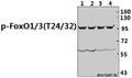 Western blot (WB) analysis of p-FoxO1/3/4 (T24/32) pAb at 1:500 dilution
Lane1:HepG2 whole cell lysate(40ug)
Lane2:Hela whole cell lysate(40ug)
Lane3:A2780 whole cell lysate(40ug)
Lane4:L02 whole cell lysate(40ug)