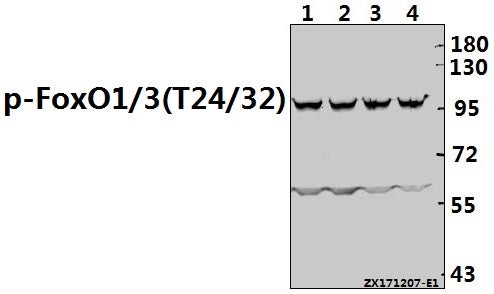 Western blot (WB) analysis of p-FoxO1/3/4 (T24/32) pAb at 1:500 dilution
Lane1:HepG2 whole cell lysate(40ug)
Lane2:Hela whole cell lysate(40ug)
Lane3:A2780 whole cell lysate(40ug)
Lane4:L02 whole cell lysate(40ug)