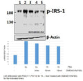 Western blot (WB) analysis of p-IRS-1 (S323) polyclonal antibody at 1:500 dilution
Lane1:L02 whole cell lysate(40ug)
Lane2:L02 treated with PBS(1×PBS,PH7.4) for 1 houre whole cell lysate
Lane3:L02 treated with PBS(1×PBS,PH7.4) for 1 houre then treated with DMEM(10%FBS) for 5min whole cell lysate
Lane4:L02 treated with PBS(1×PBS,PH7.4) for 1 houre then treated with DMEM(10%FBS) for 10min whole cell lysate
Lane5:L02 treated with PBS(1×PBS,PH7.4) for 1 houre then treated with DMEM(10%FBS) for 15min