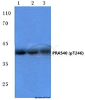 Western blot (WB) analysis of p-PRAS40 (T246) polyclonal antibody at 1:500 dilution
Lane1:LO2 cell lysate 
Lane2:Raw264.7 cell lysate
Lane3:NIH-3T3 cell lysate