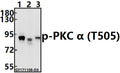 Western blot (WB) analysis of p-PKC α (T505) pAb at 1:500 dilution
Lane1:Hela whole cell lysate(10ug)
Lane2:The Kidney tissue lysate of Mouse(40ug)
Lane3:The Heart tissue lysate of Rat(20ug)