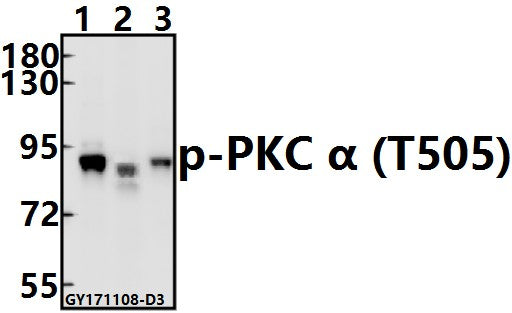 Western blot (WB) analysis of p-PKC α (T505) pAb at 1:500 dilution
Lane1:Hela whole cell lysate(10ug)
Lane2:The Kidney tissue lysate of Mouse(40ug)
Lane3:The Heart tissue lysate of Rat(20ug)