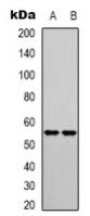 IRF3 (Phospho-S385) polyclonal antibody – Figure 1 of 3