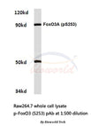 Western blot (WB) analyzes of p-FoxO3 (S253) polyclonal antibody in extracts from raw264.7 cells.